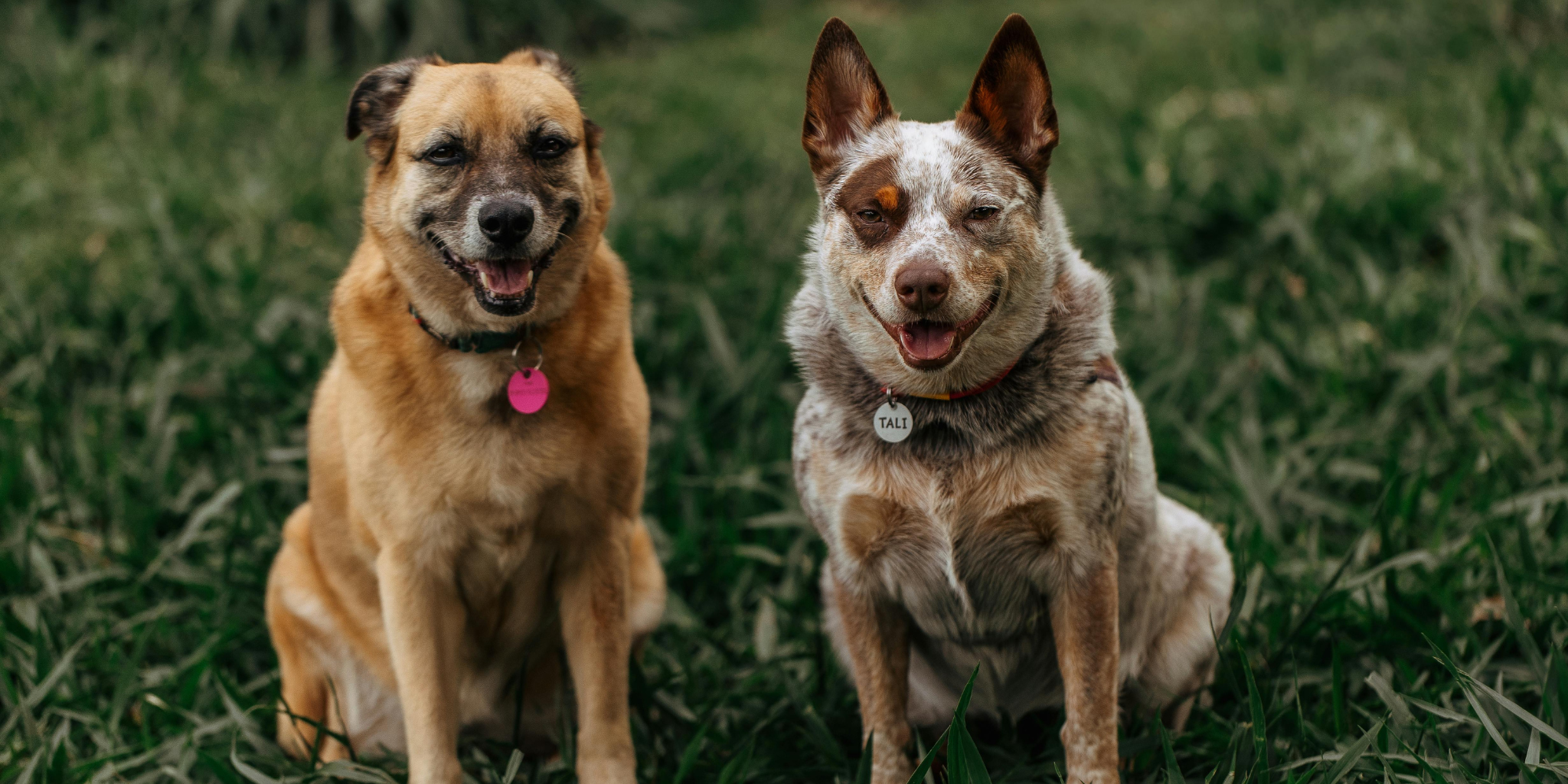 How to Get Your Pet's Paw Print Engraved on Jewellery | The Silver Store (Australia)