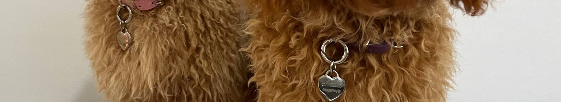 Engraved Pet Tags