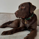 deluxe pet tag engraved - gold disc id tag for dogs