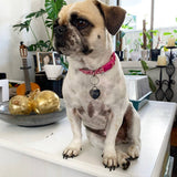 pug dog with engraved pet tag