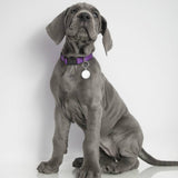Deluxe Large Engraved Disc Pet Tag