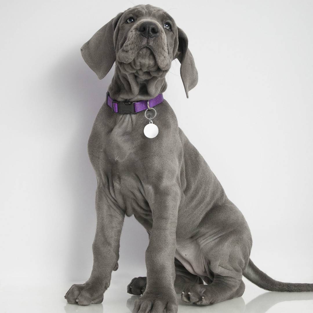 Deluxe Large Engraved Disc Pet Tag