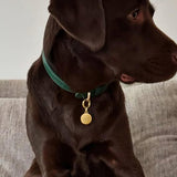gold coloured pet id tag with name engraved suitable for dogs such as labrador